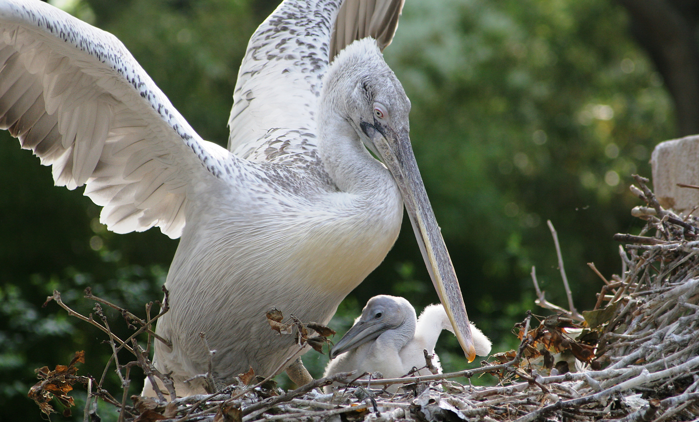 GET TO KNOW THE DALMATIAN PELICAN visual data 5
